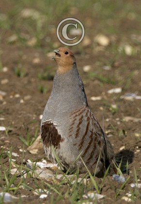 Grey Partridge 1